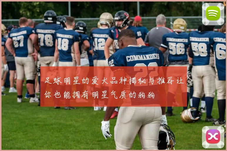 足球明星的爱犬品种揭秘与推荐让你也能拥有明星气质的狗狗